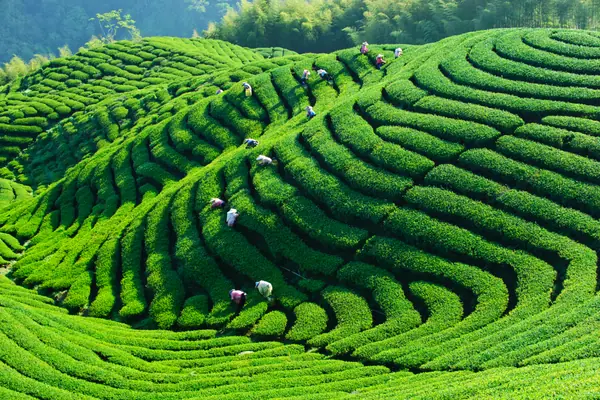 A vibrant, lush green tea plantation sprawls over undulating hills with workers dotted across the landscape, meticulously handpicking leaves. The rows create a mesmerizing pattern, reminiscent of natural contour lines, under the soft light of what appears to be early morning or late afternoon sun, enhancing the vivid green hues of the tea bushes.